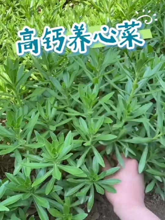 养心菜又叫高钙菜，草本植物，遇土就能活，是一种很好的保健蔬菜