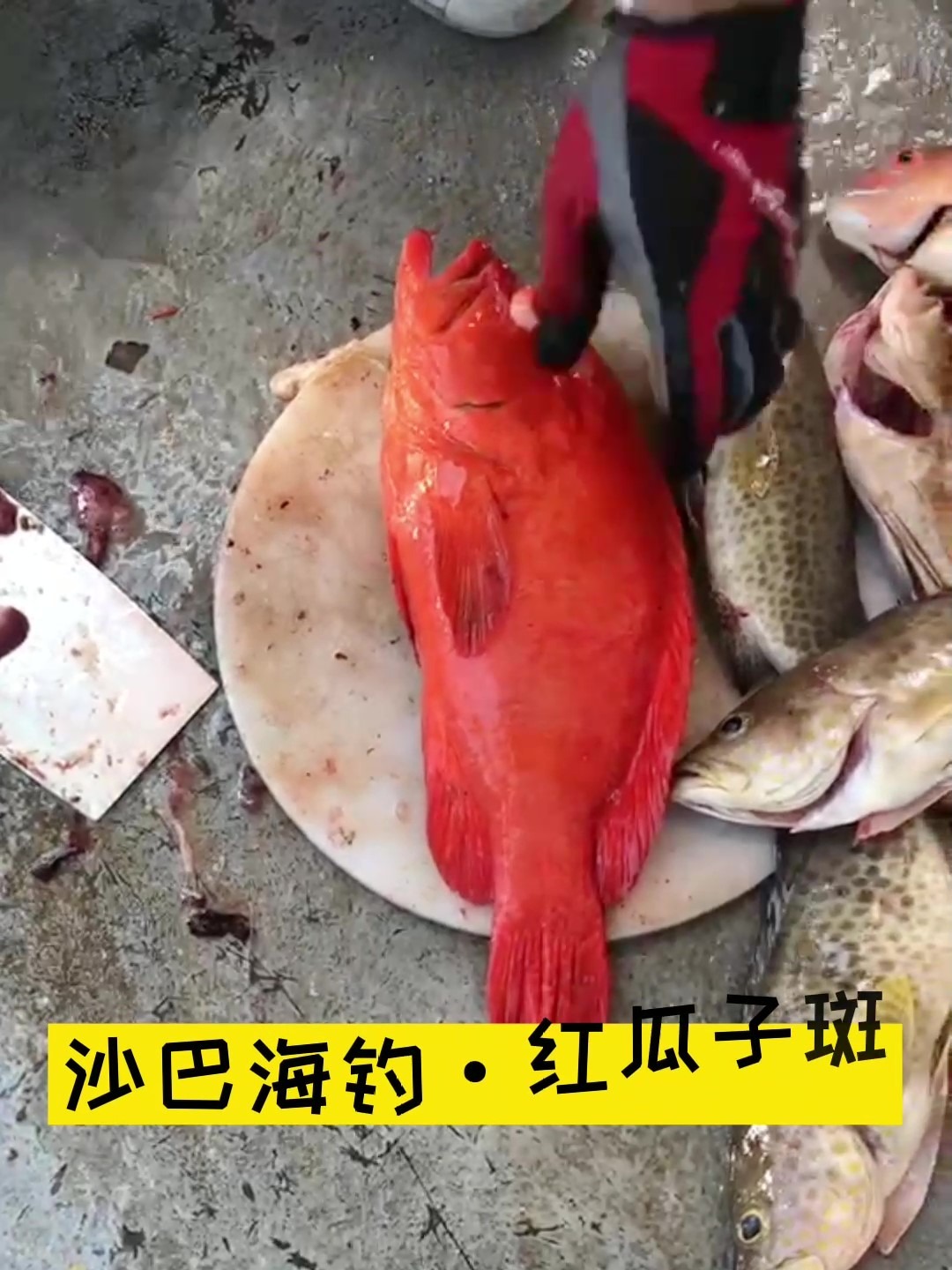 沙巴海钓:红瓜子斑 怎么吃