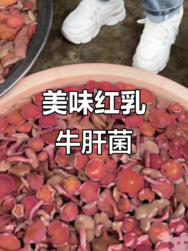 红乳牛肝菌,炒煮凉拌皆宜,口感独特,百吃不厌
