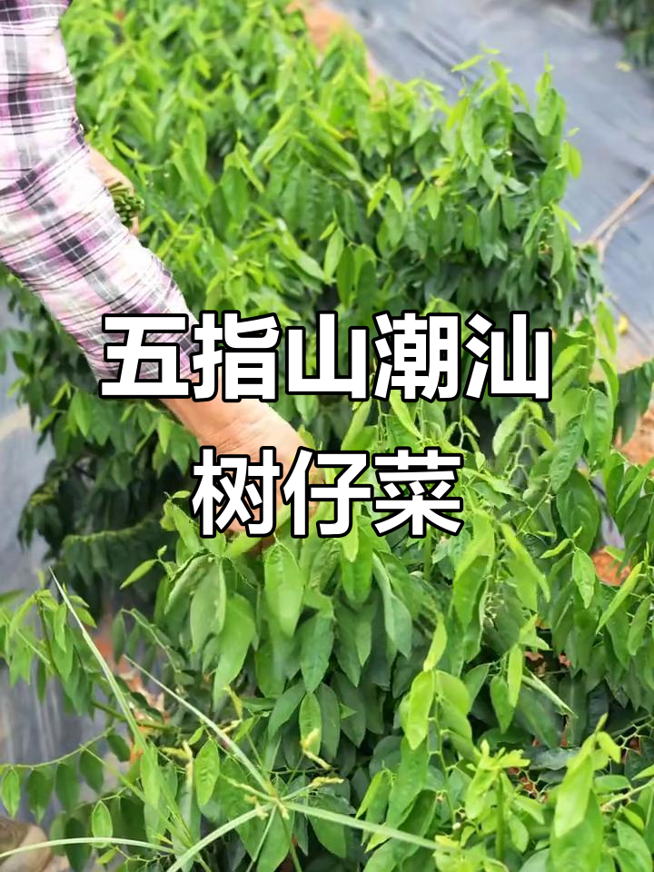 潮汕特色树仔菜,农家种植五指山野味蔬菜