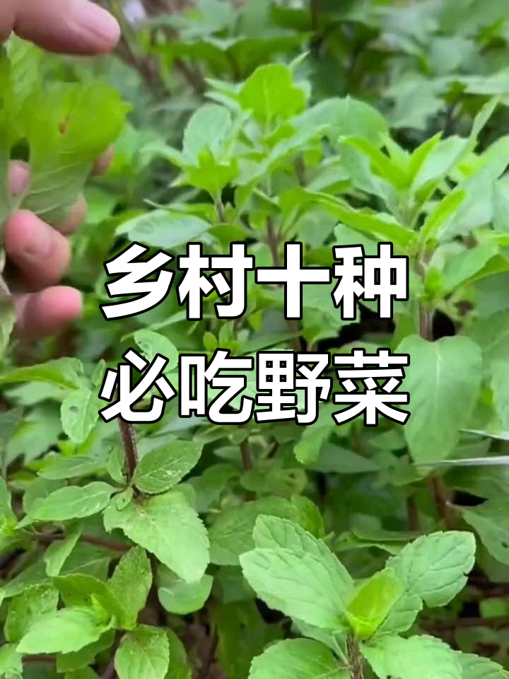 云南广西常见野菜,薄荷、香料你认识吗?