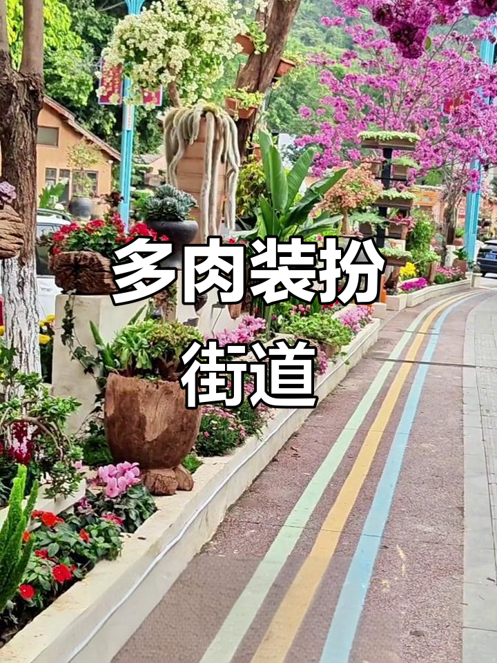 攀枝花盐边县用多肉植物打造街头景观,四季常绿惊艳路人
