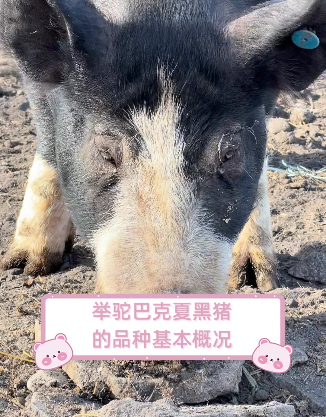 举驼巴克夏黑猪,的品种基本概况