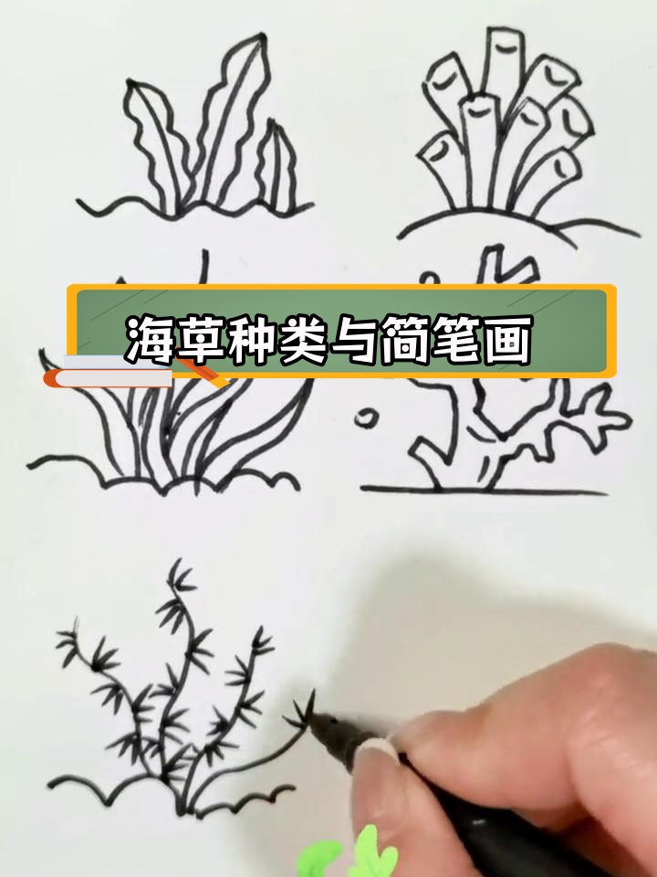 了解几种常见海草,轻松学画简笔画