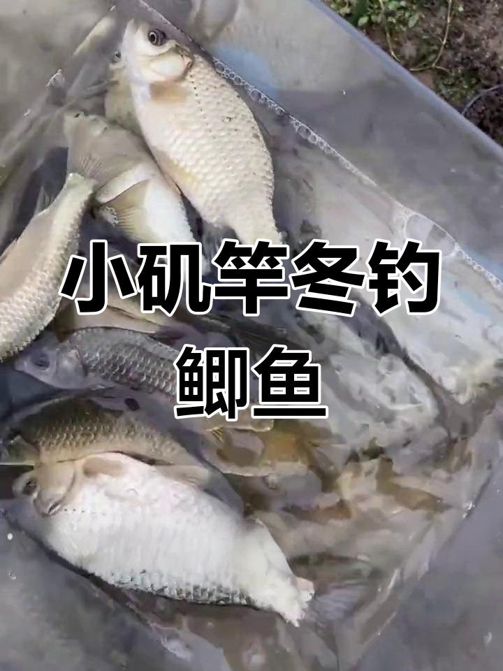 冬季小矶竿钓鲫鱼,蚯蚓红虫轻松爆护