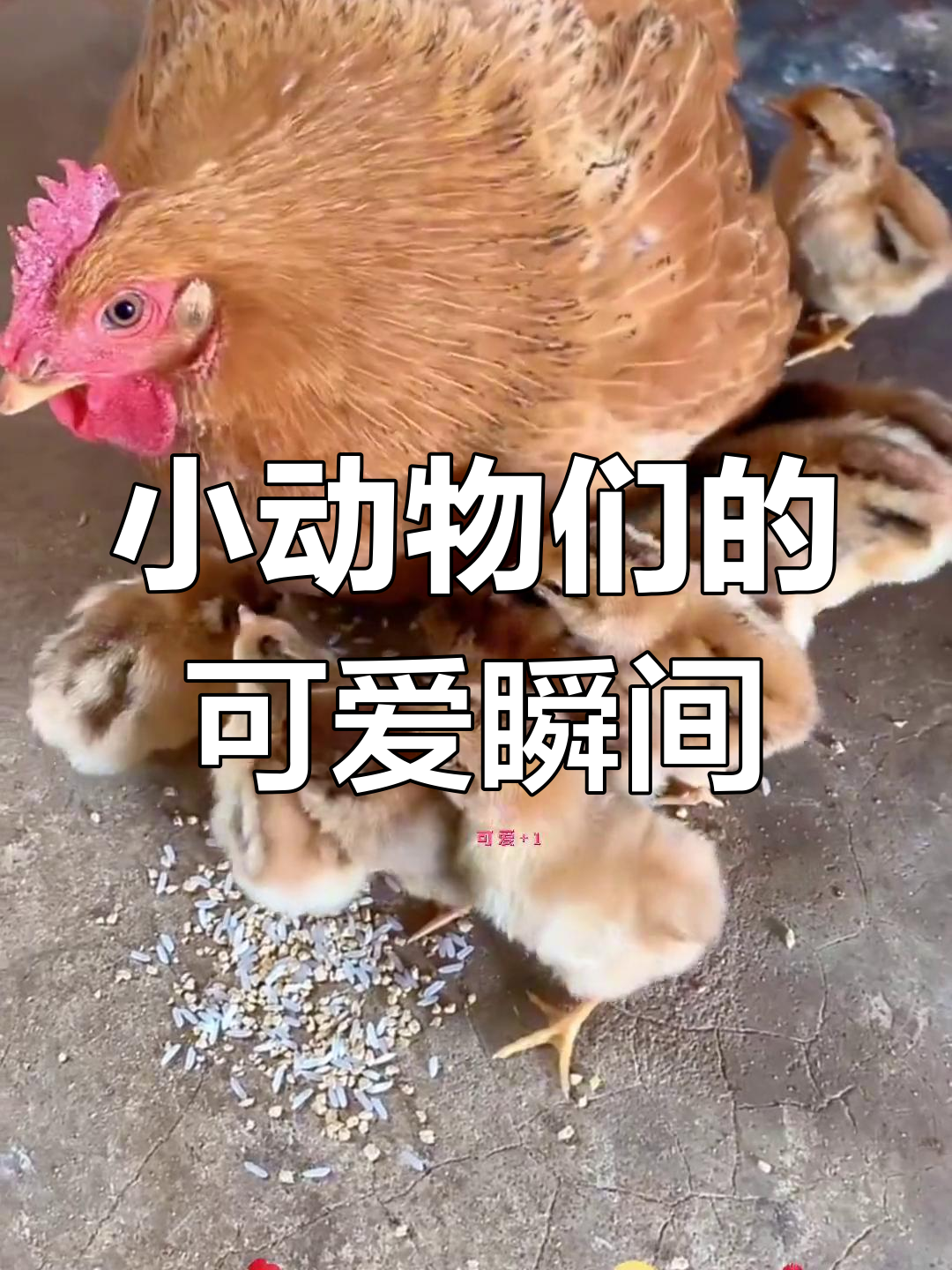 鸡妈妈带小鸡散步,萌态十足超治愈