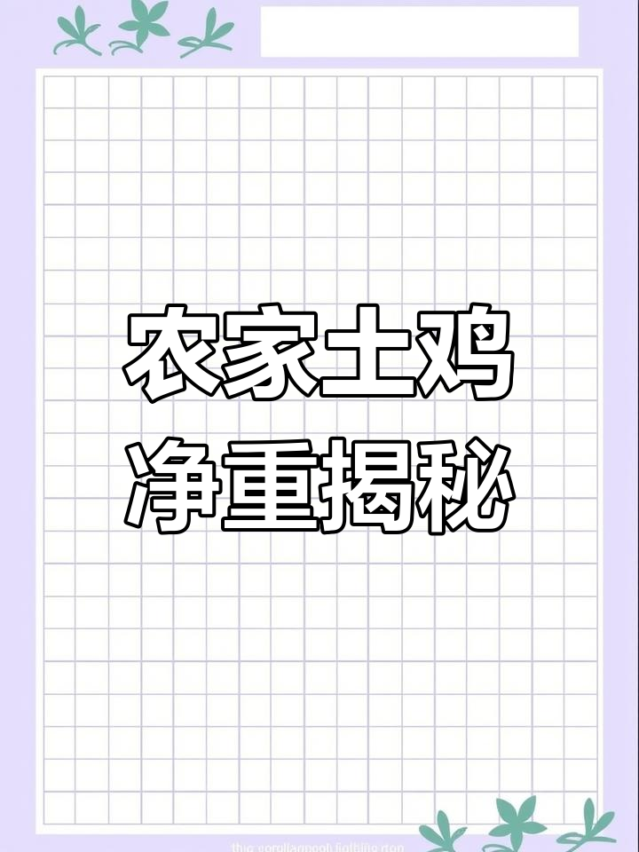 农村散养乌鸡,2.5斤老母鸡手工脱毛展示