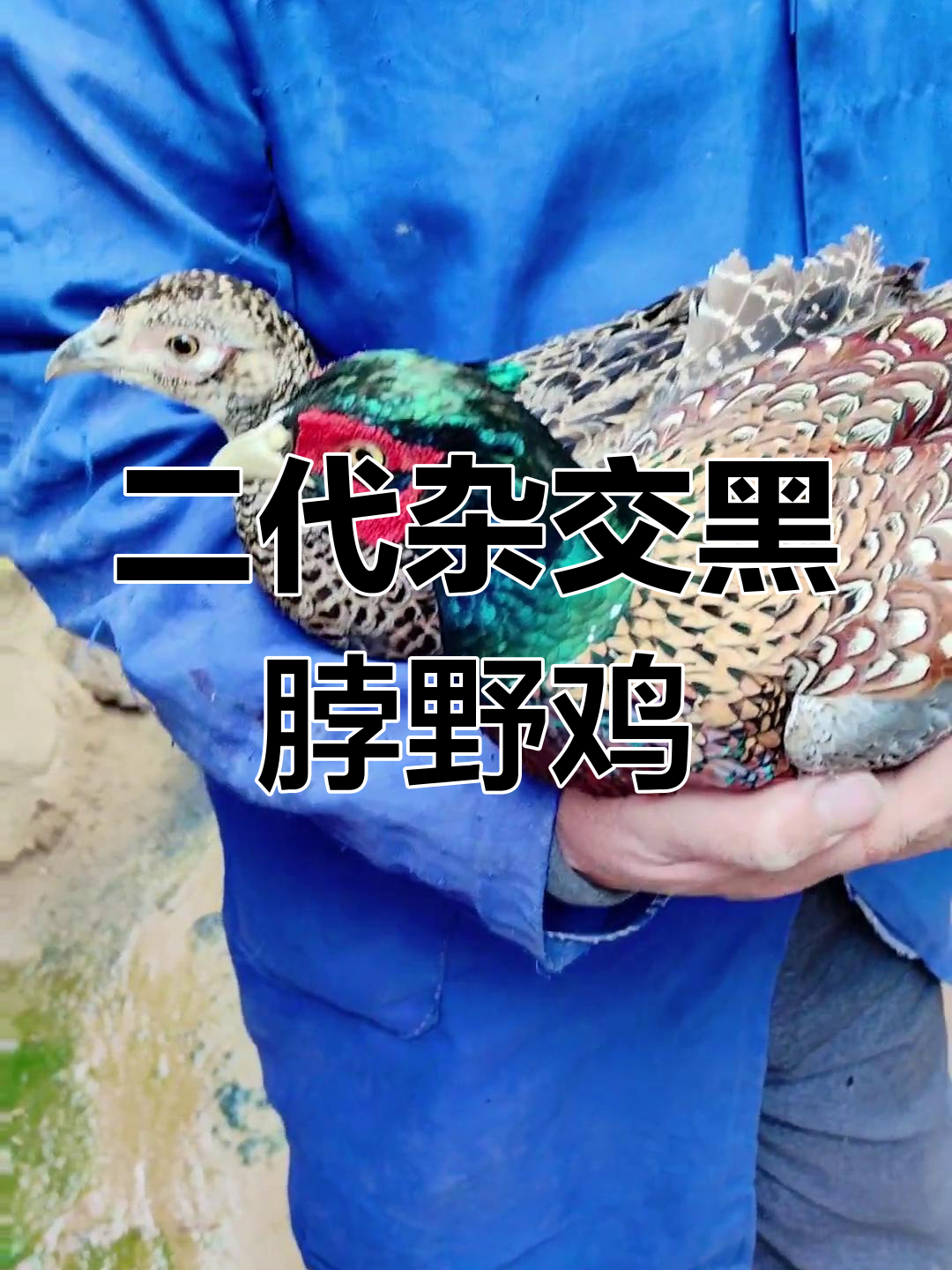 二代杂交黑脖野鸡,公母毛色各异,美丽又可爱