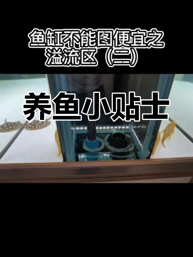 鱼缸溢流区设置技巧,避免粪便堆积