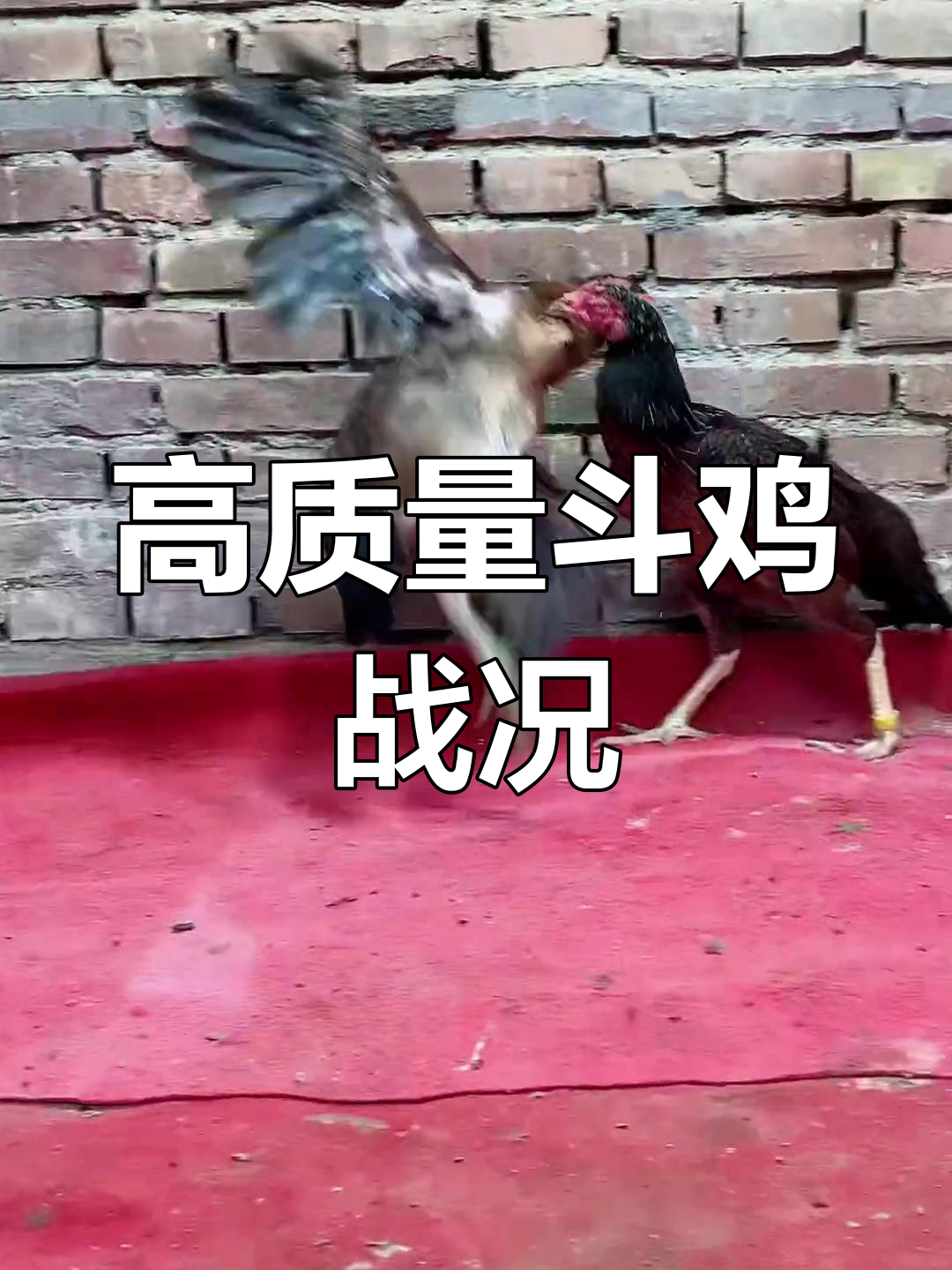 越南斗鸡鬼母重腿出击,一脚打断脖子