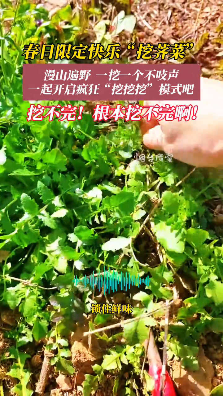 谁懂啊,又到了挖荠菜的时候了!