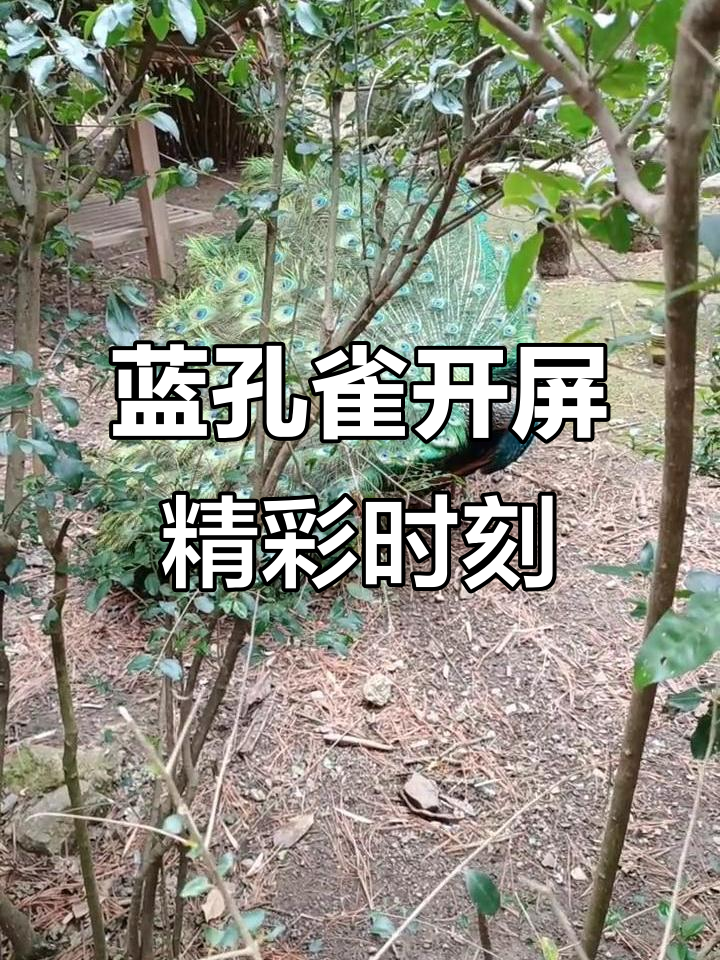 蓝孔雀开屏惊艳,大自然的美丽瞬间