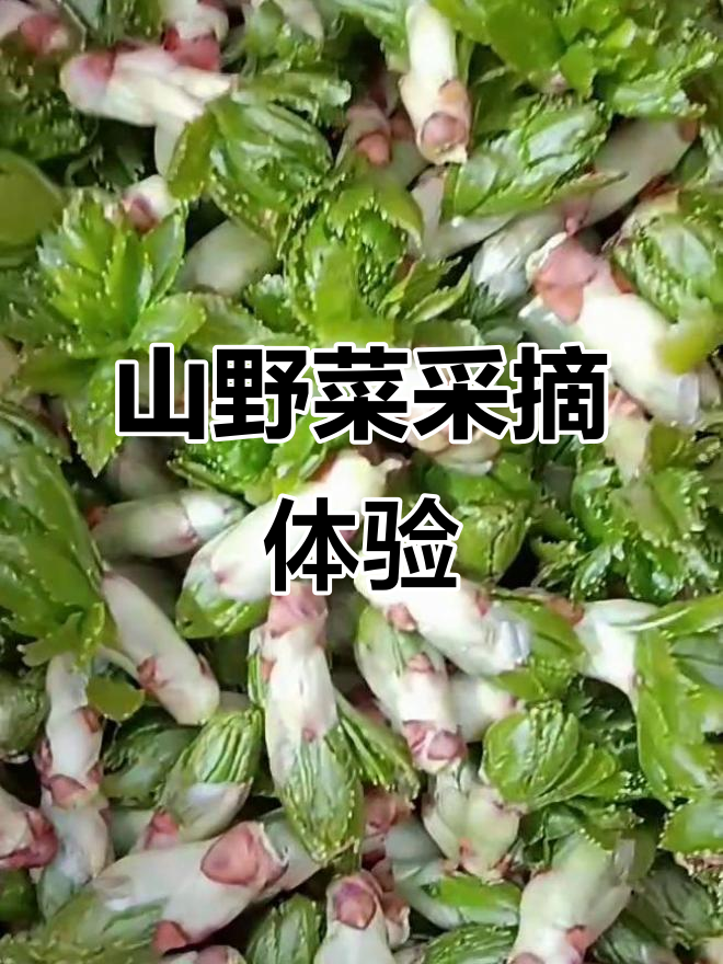 探秘野生山野菜,采摘之旅大揭秘