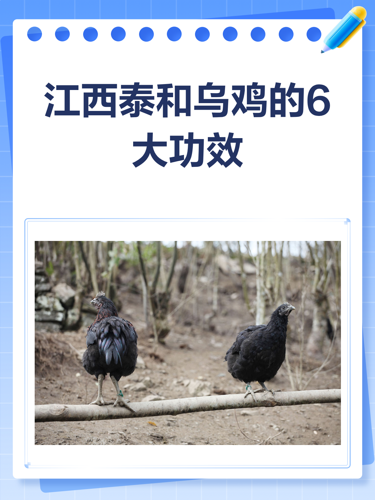 江西泰和乌鸡，滋补界的“黑马”来啦！