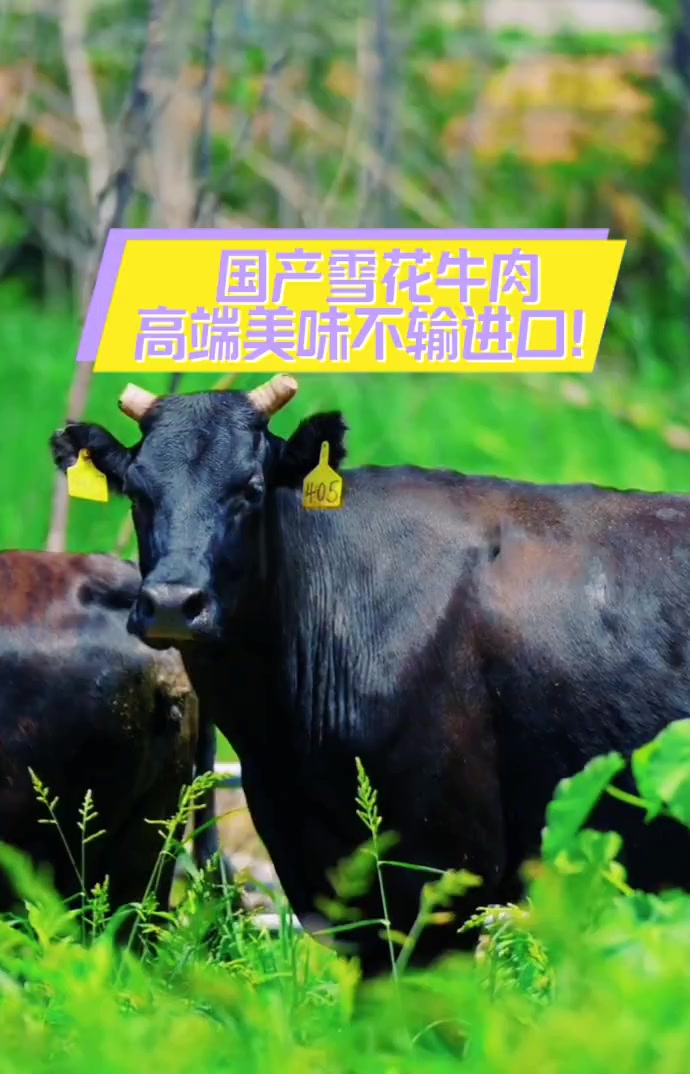 国产雪花牛肉,高端美味不输进口!