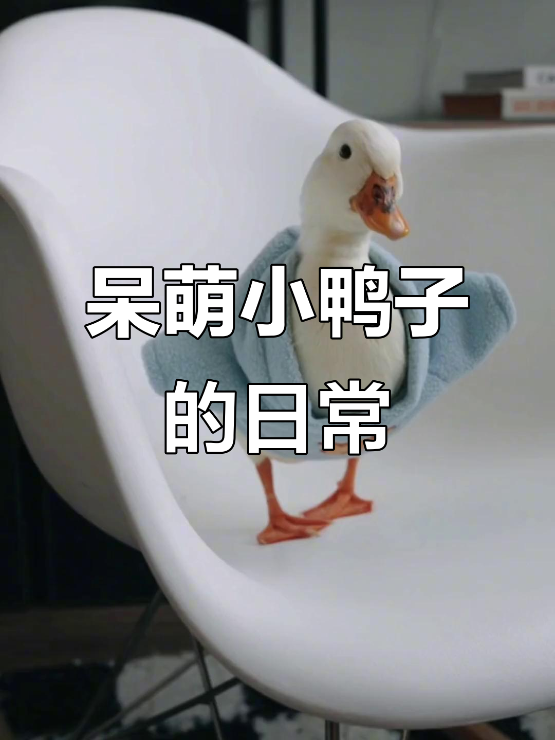 小鸭子呆萌时尚,柯尔鸭的可爱日常