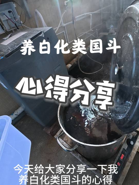 白化中国斗鱼养殖经验分享，欢迎探讨更好方法