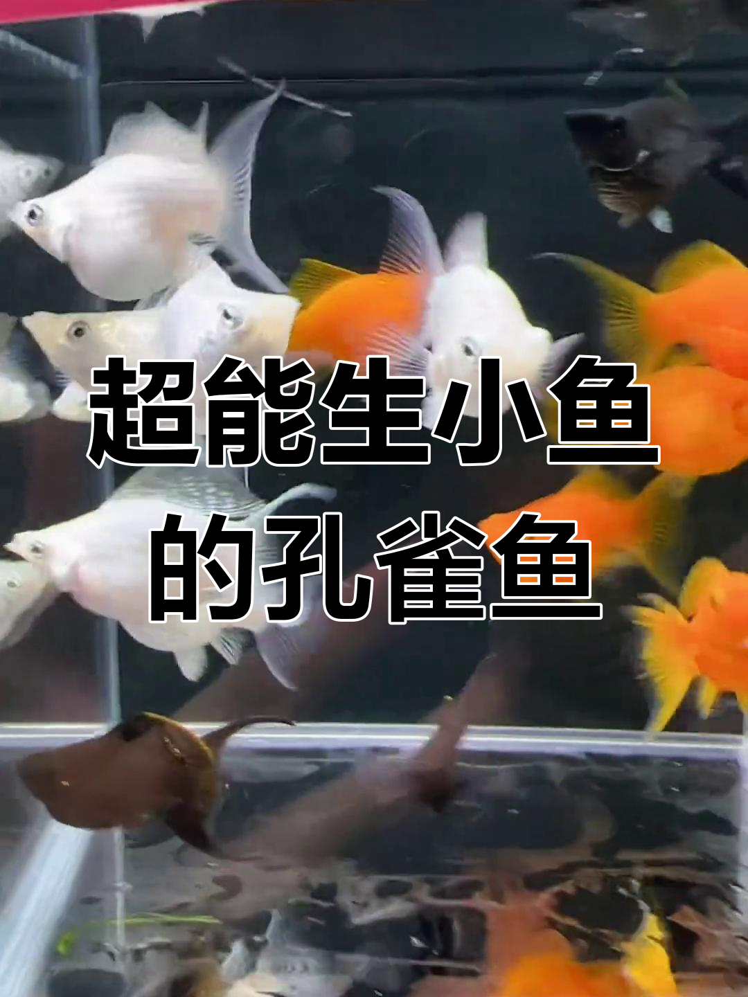 蓝魔孔雀鱼:超强繁殖力与美丽外观