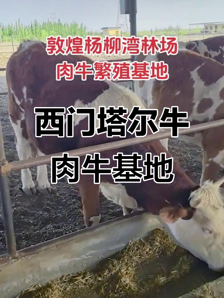 走进敦煌杨柳湾林场,西门塔尔肉牛基地大揭秘
