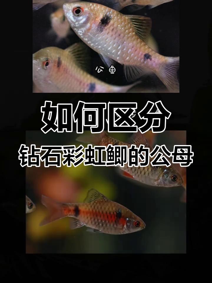 钻石彩虹鲫公母辨别技巧,如何挑选发色雄鱼