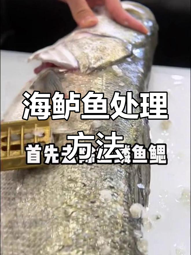 钓到米级海鲈鱼后,如何处理才能做出美味刺身?