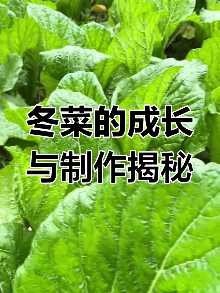 大足冬菜土里生长的秘密,三年发酵成酱香美味