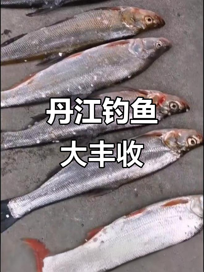 丹江船钓一日,弓背翘嘴红尾全获