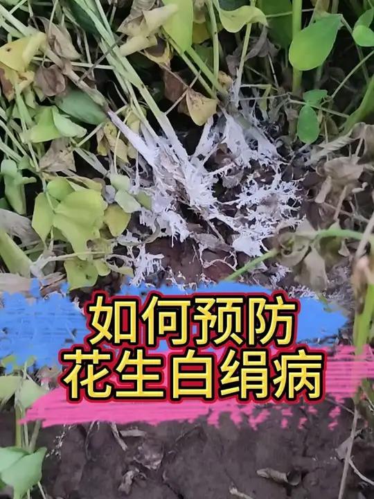 花生白绢病防治有妙招!土壤消毒+农药喷洒双管齐下!