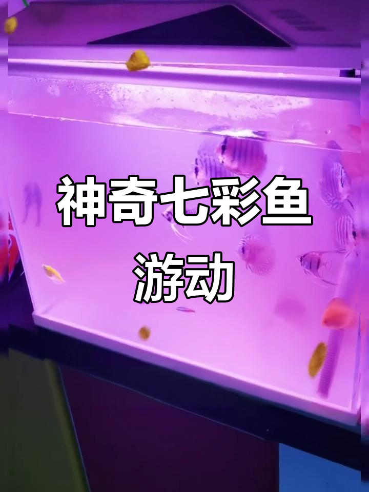 七彩鱼儿水中舞,玻璃缸里的自然奇观