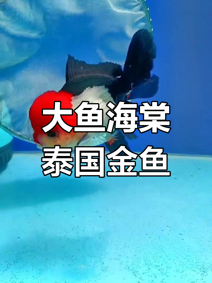 泰国大红头玛丽金鱼,百褶尾泰狮观赏