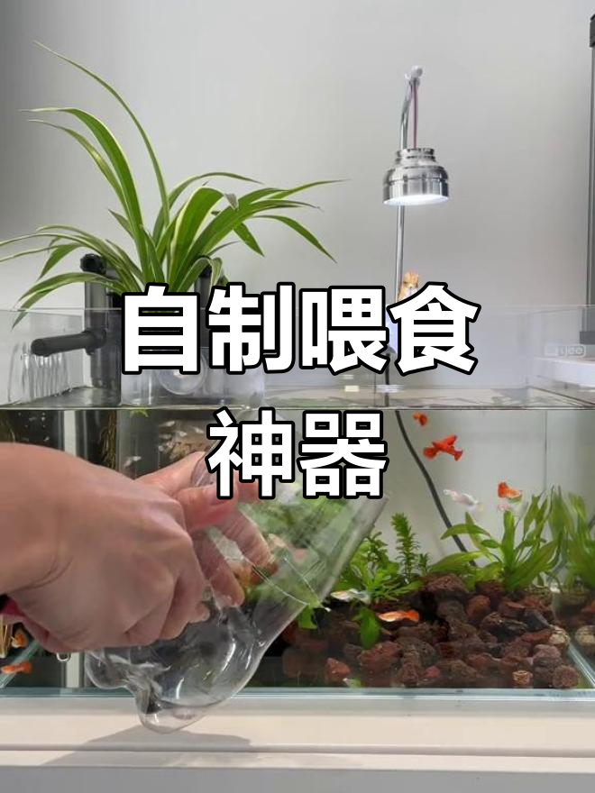 动手做孔雀鱼喂食器,让饲料不乱飘,鱼儿定时进食更健康