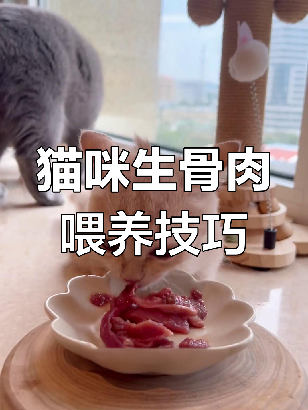 生骨肉喂养指南:如何定时定量喂食