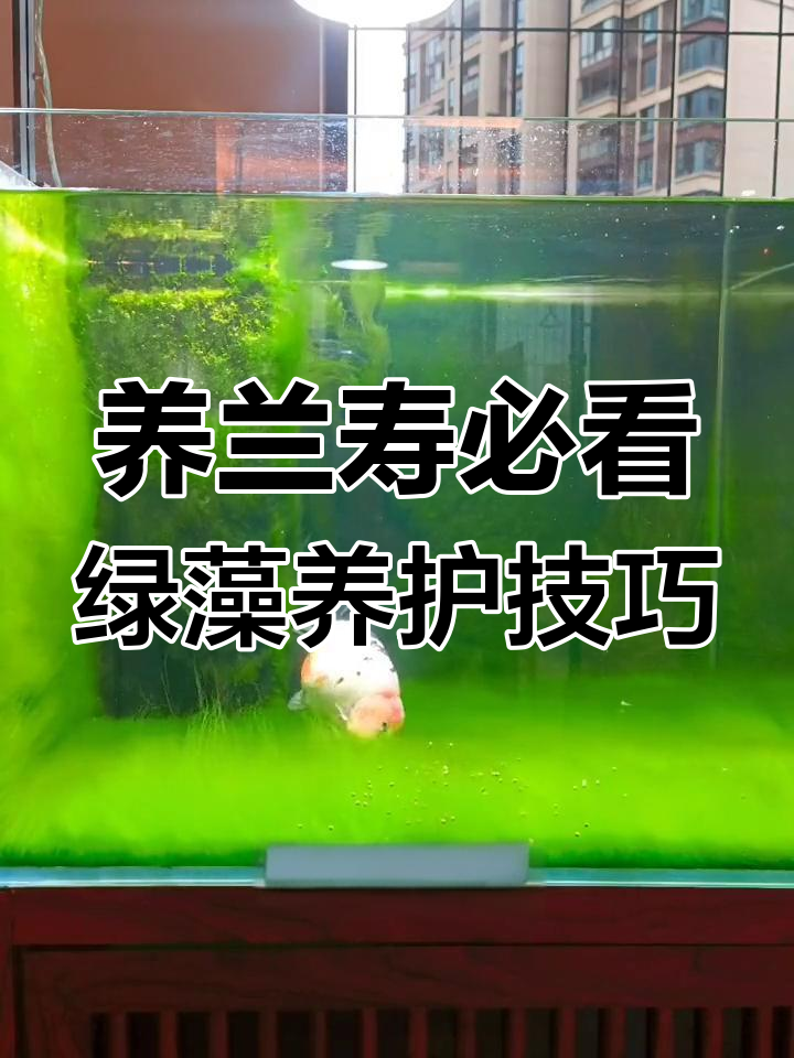 绿藻如何助力金鱼健康与美观?光照水质全攻略