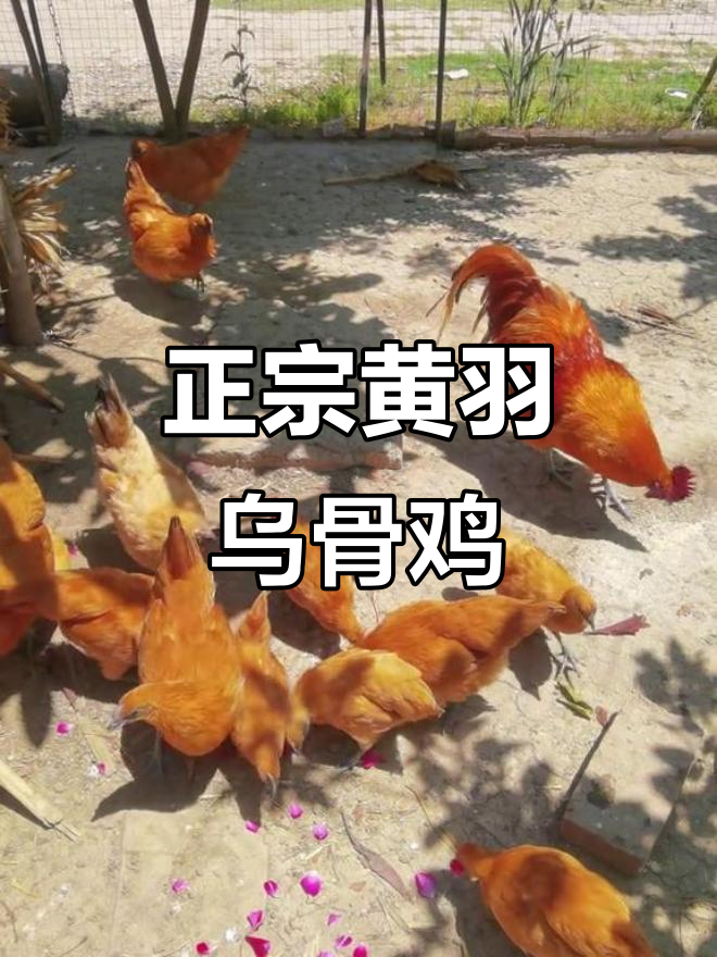 传统黄羽乌骨鸡，绿壳蛋传承正宗土味