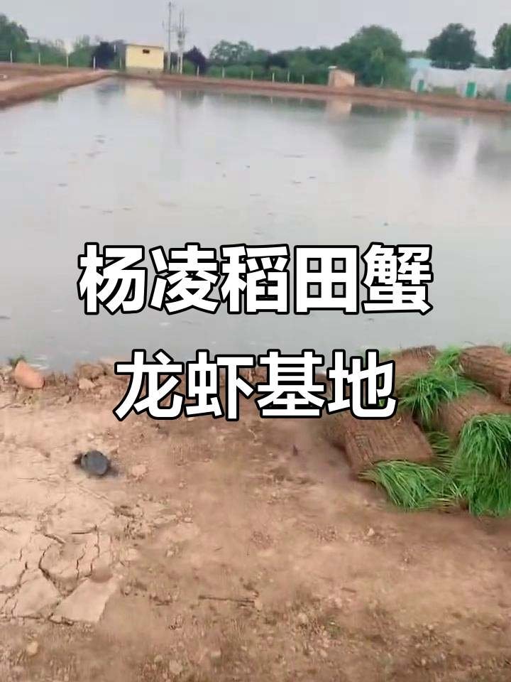 杨凌稻田蟹与澳洲蓝龙虾养殖基地,小龙虾垂钓乐趣多