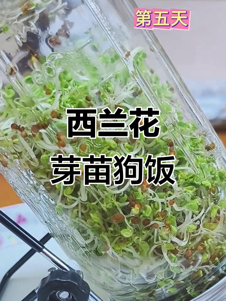 自制西兰花芽苗菜,狗狗超爱的抗癌美食