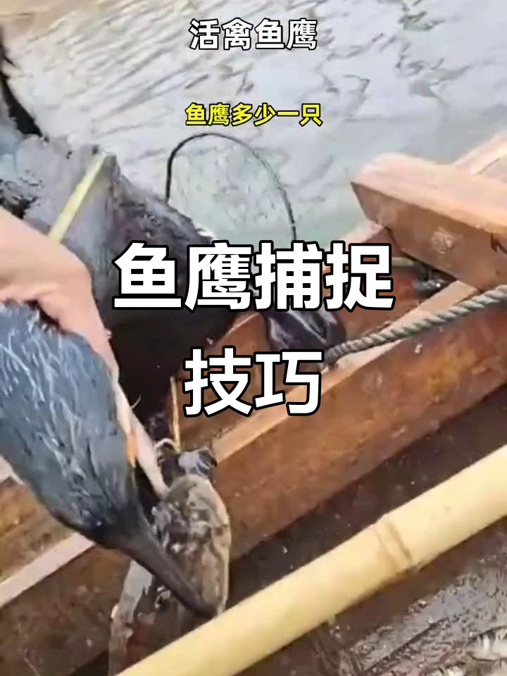 鱼鹰捕食大揭秘:如何训练鸬鹚抓鱼,细节全解析