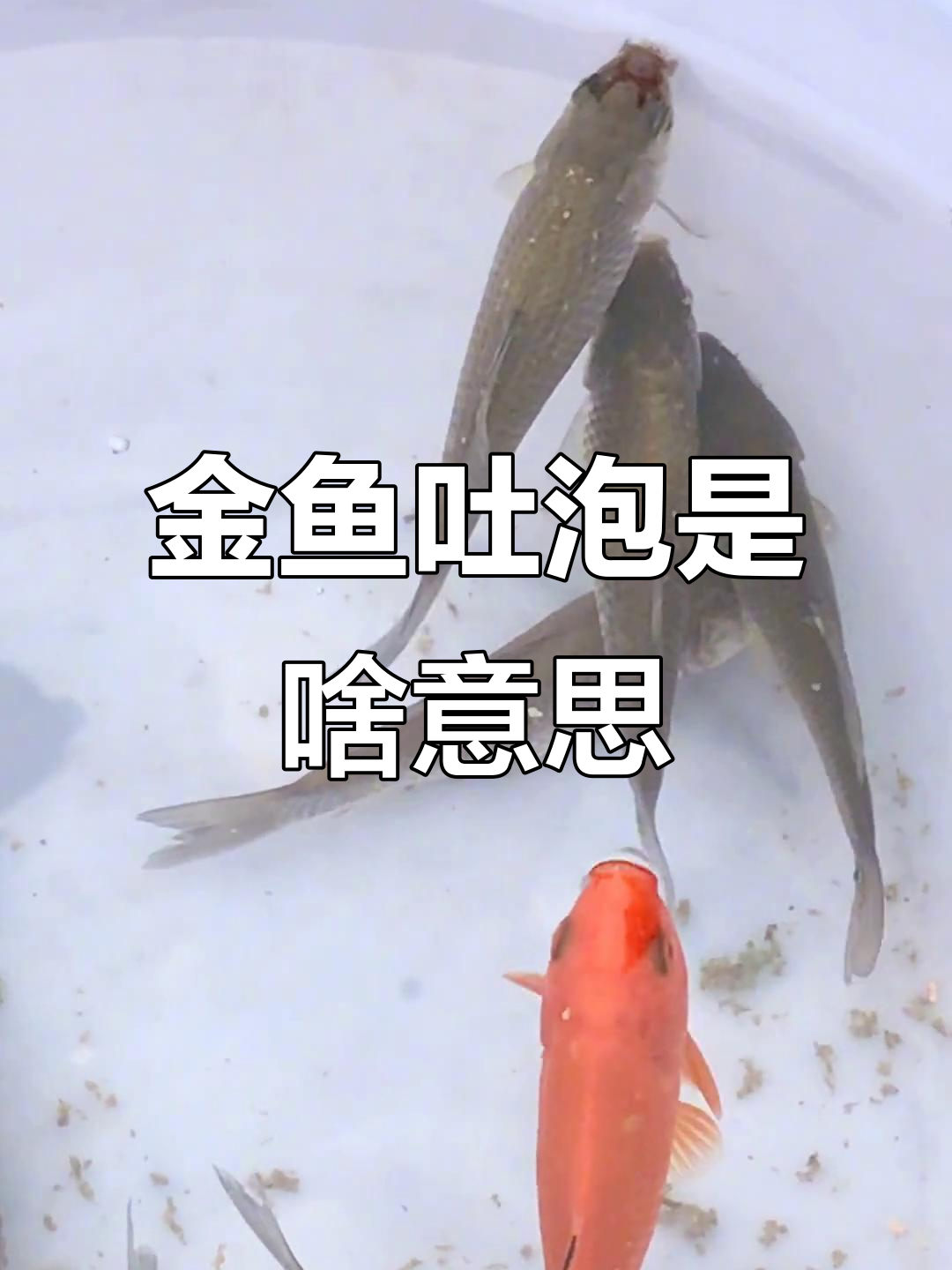 小金鱼吐泡泡,水面张嘴是在干嘛?