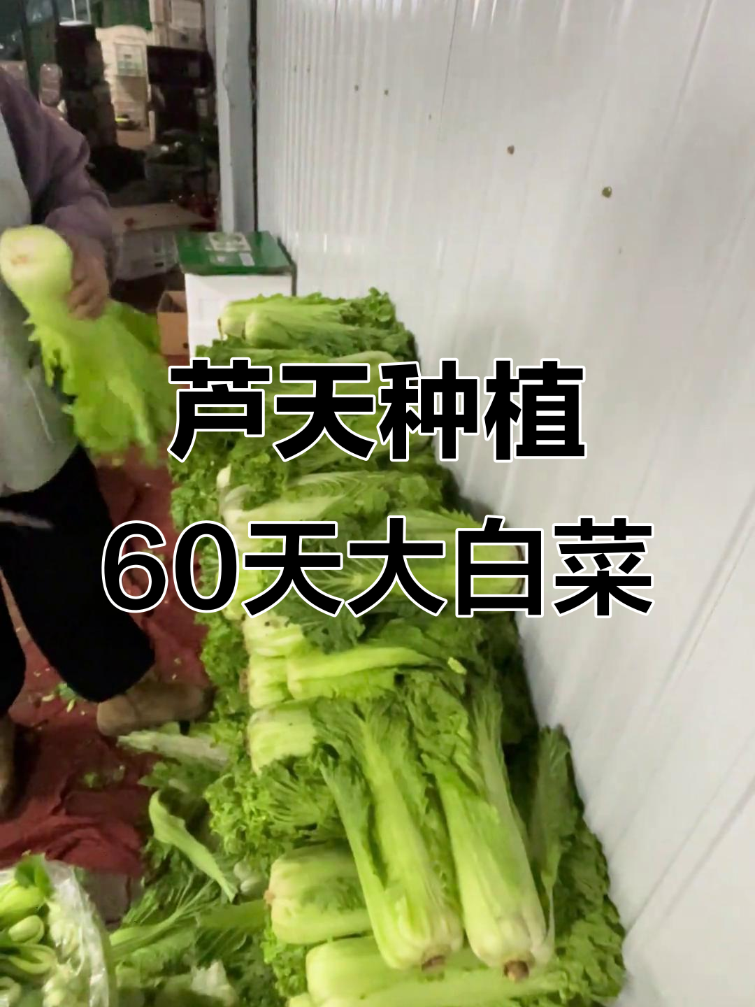 天津本地60天大白菜,黄心黄芽口感超赞!