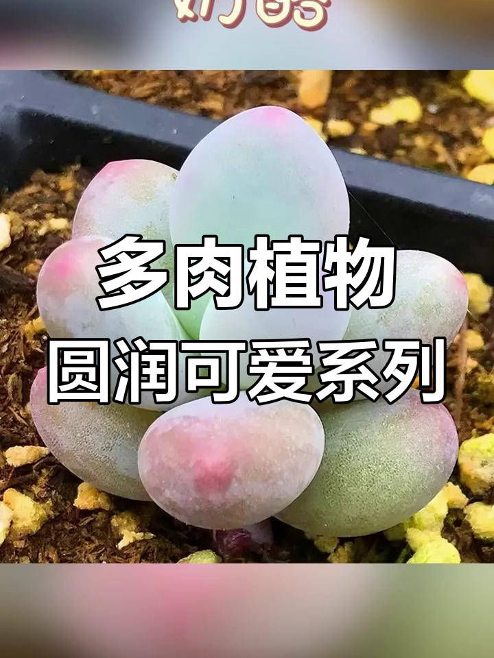 圆滚滚多肉品种大揭秘,桃蛋、香妃等经典款你认识吗?