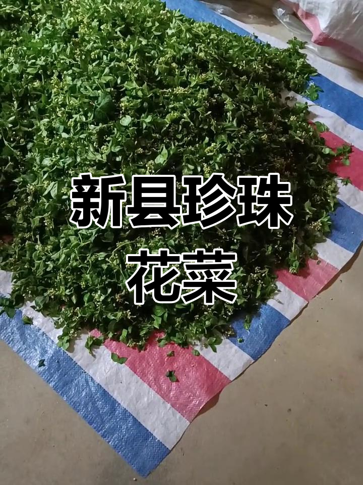 河南新县珍珠花菜,家乡的味道让人怀念
