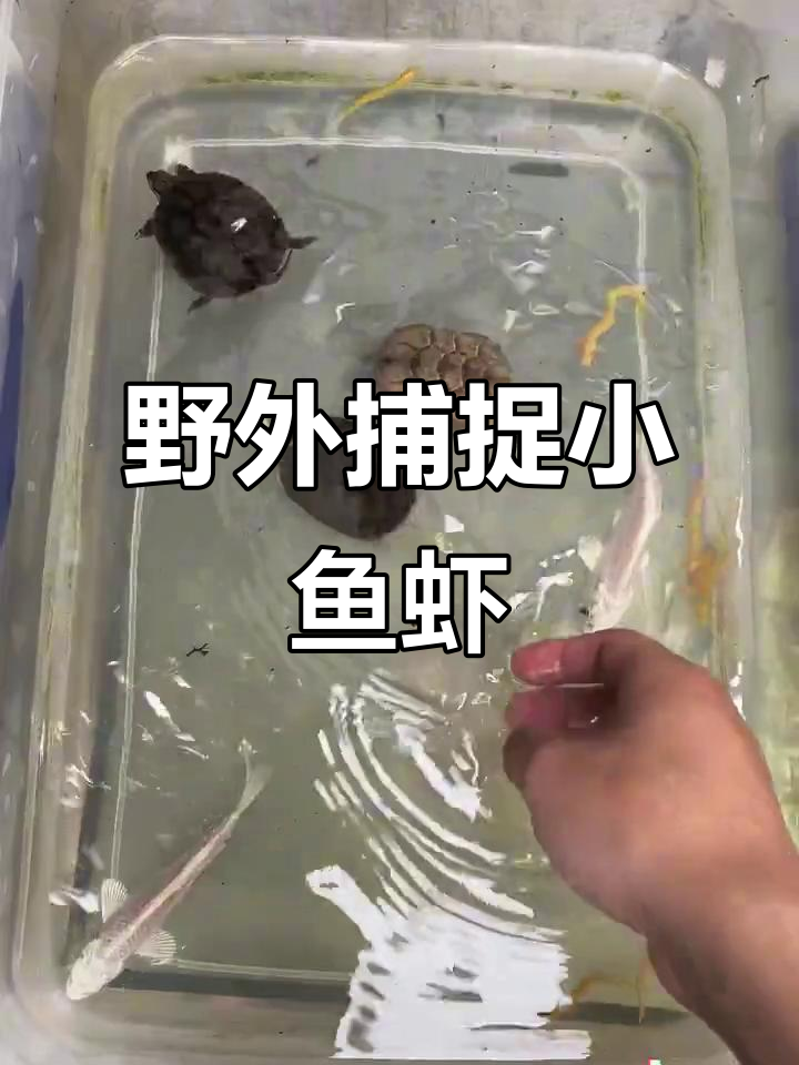 户外捕鱼捉虾,意外抓到卡通小乌龟!