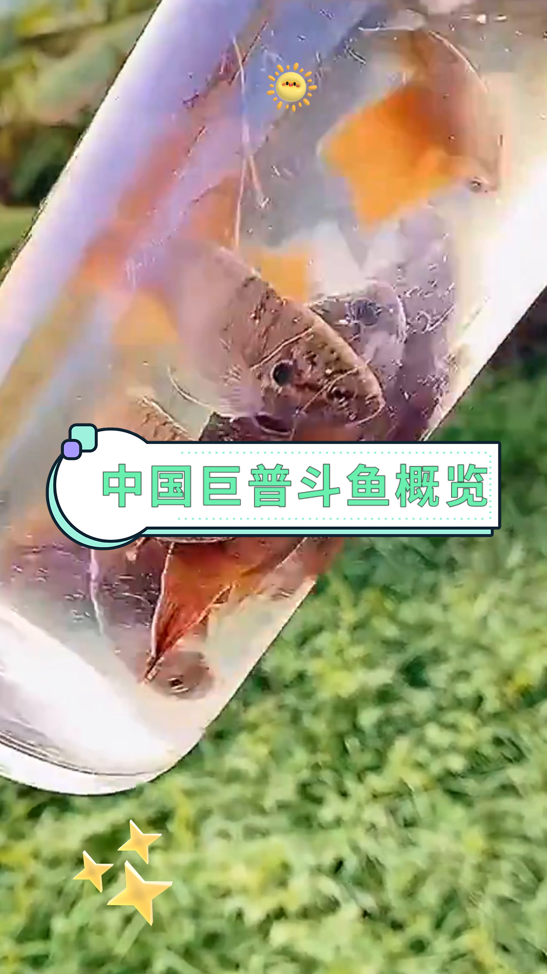 中国巨普斗鱼概览