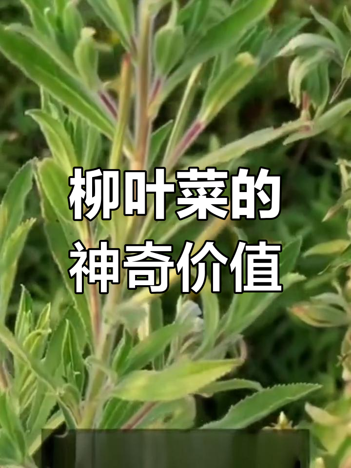 柳叶菜:美丽又实用的民间草药,生长在河谷溪流旁