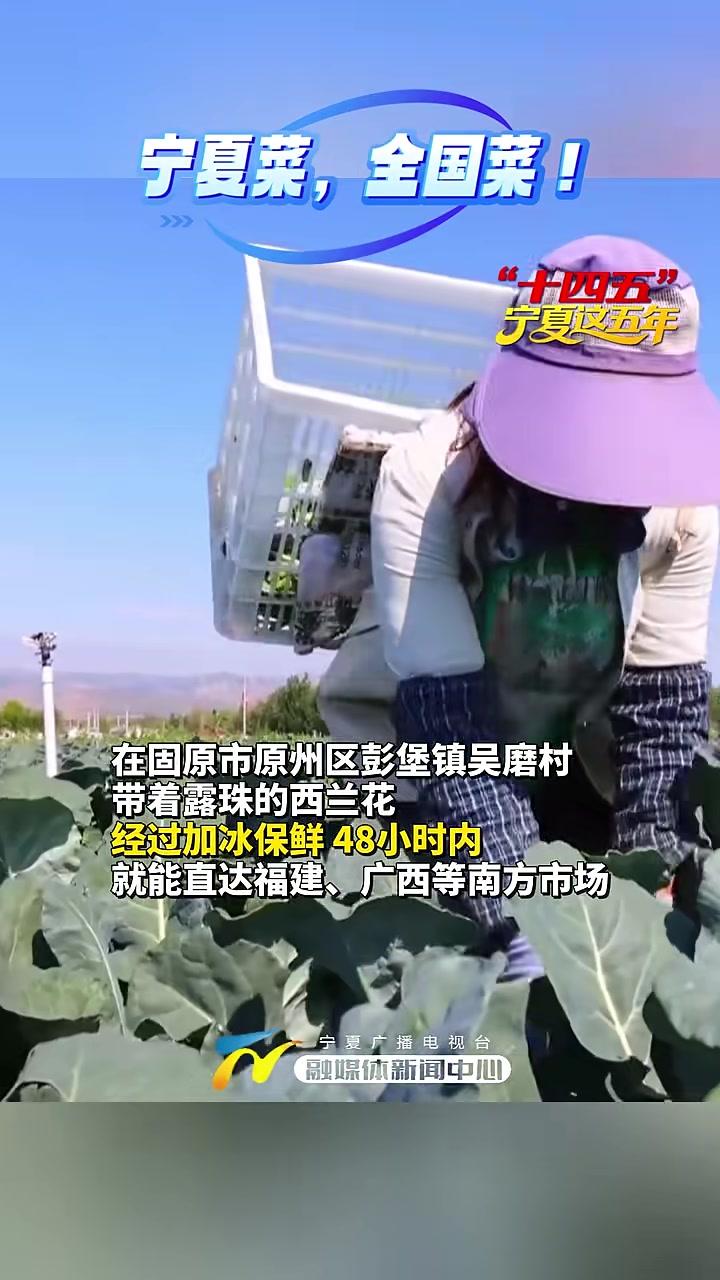 “十四五”·宁夏这五年丨宁夏菜,全国菜!宁夏 冷凉蔬菜