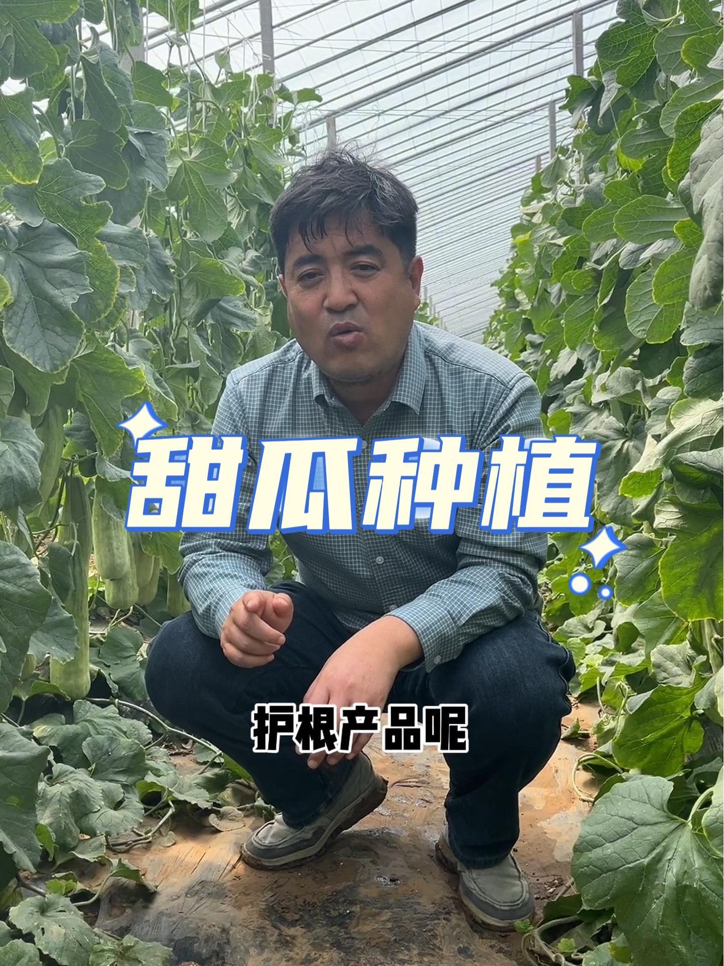 甜瓜全套种植技术，甜瓜产量低的，赶紧学起来！病虫害防治 蔬菜种植 甜瓜种植 农业技术推广 