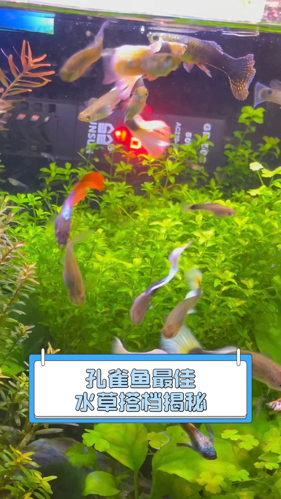 孔雀鱼最佳水草搭档揭秘