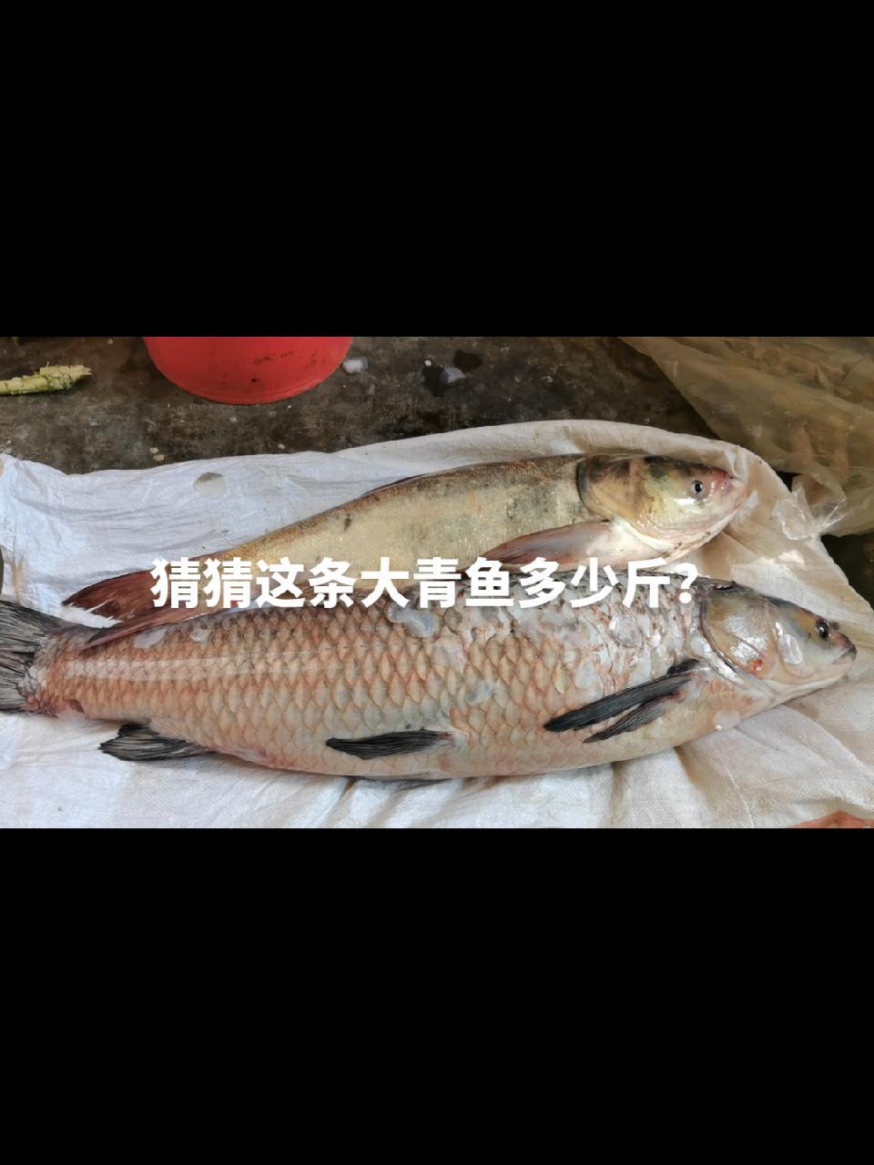 过节的鱼:猜猜这条大青鱼,多少斤?多少钱?美食 钓鱼 真材实料才能做出好味道 妈呀太香了 