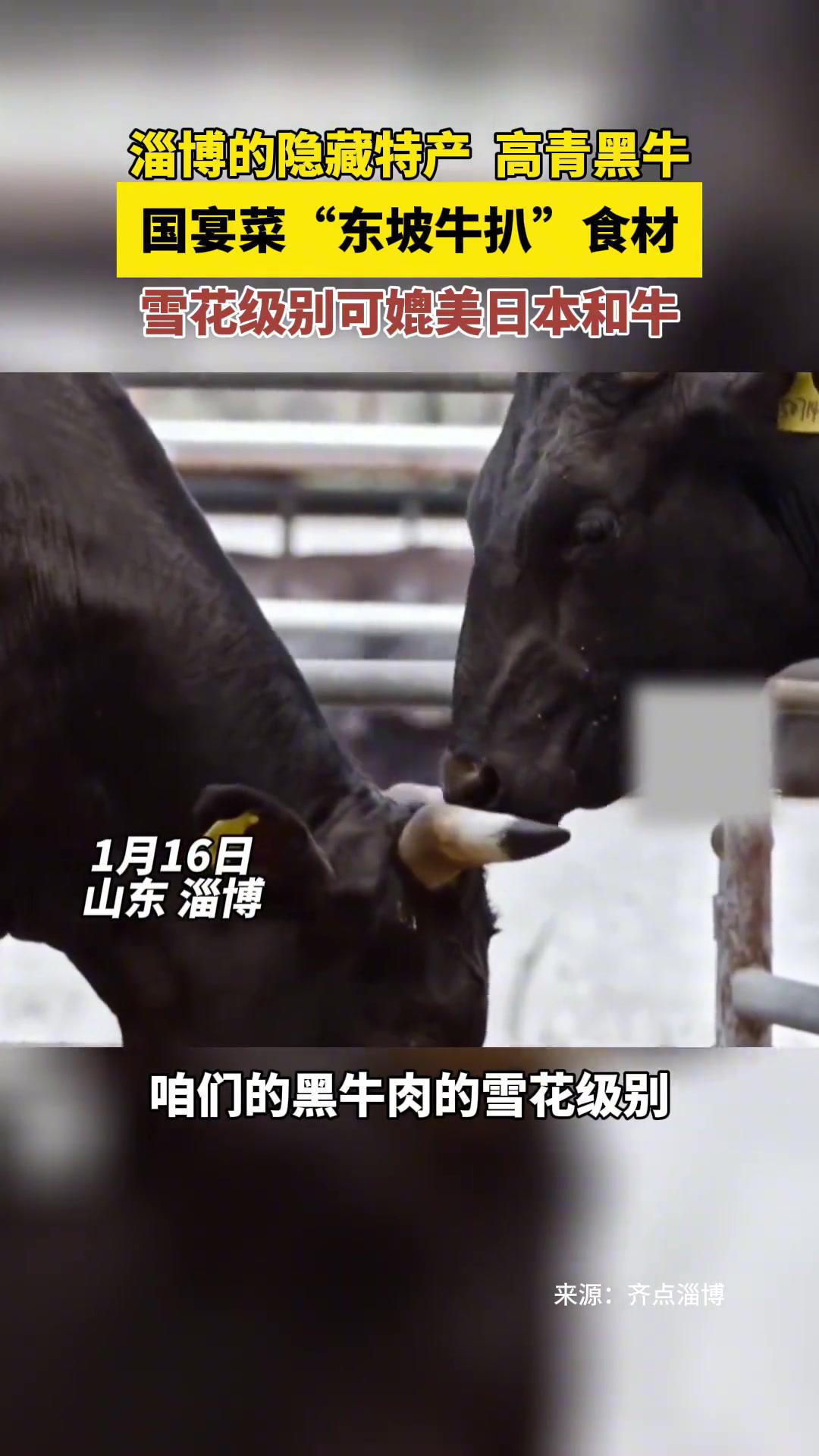 淄博隐藏特产高青黑牛,可媲美日本和牛的雪花牛肉 高青黑牛 山东特产