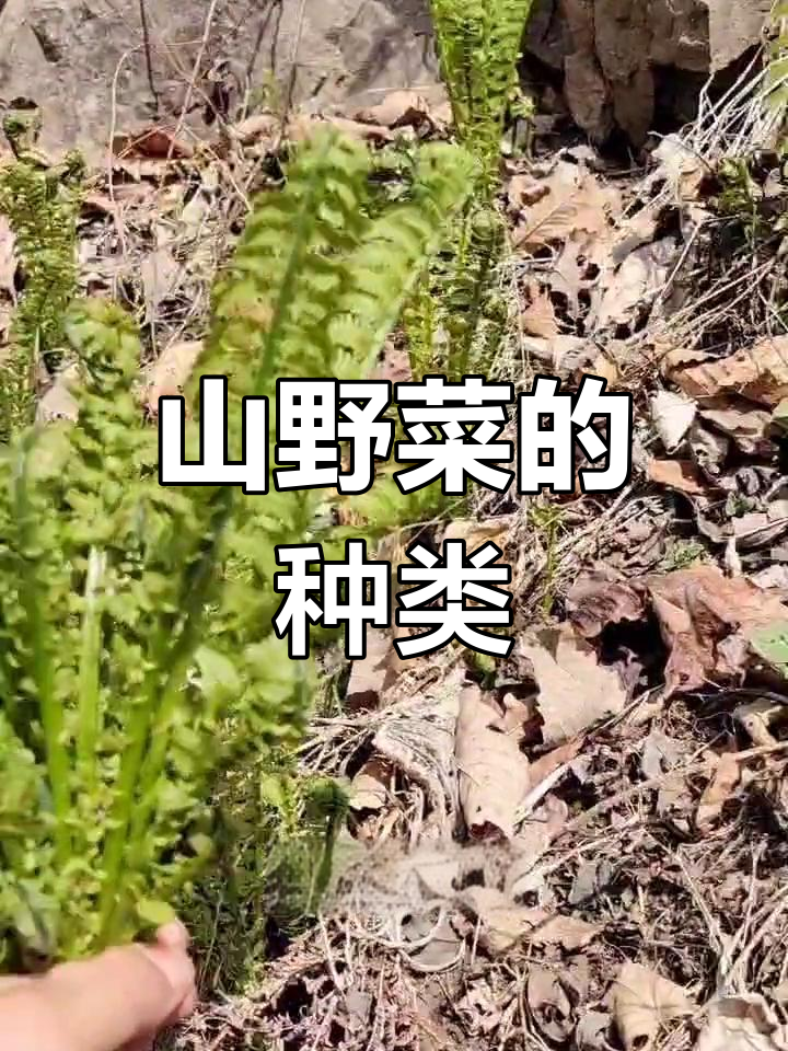 常见山野菜介绍